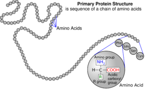 Estrutura primária da proteína - cadeia de aminoácidos